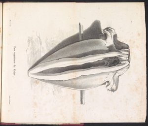 Crânio de Baleia, 1827 Face supérieure du Crâne (título no objeto)