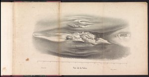 Genitais femininos da baleia, 1827 Vue de la Vulve (título no objeto)