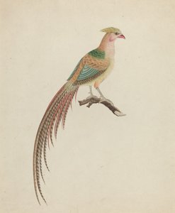 Faisão Dourado (Chrysolophus pictus)