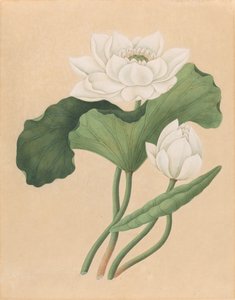 Lótus das Índias Orientais (Nelumbo nucifera)