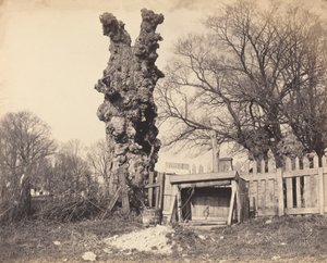 Árvore velha perto de Chatham de British 19th Century