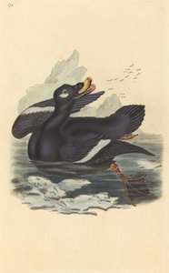 Pato de veludo de British 19th Century