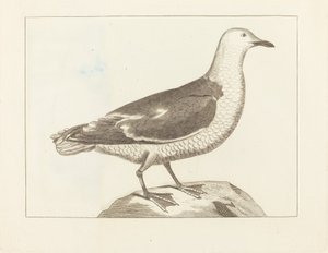 Aves aquáticas de British 19th Century