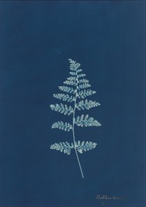 Hothocleana,c. 1850s (foto) de British Photographer