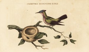 beija-flor de crista antilina, Orthorhyncus cristatus de British School
