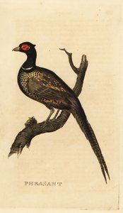 Faisão comum, Phasianus colchicus de British School