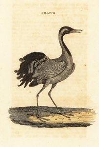 Guindaste Demoiselle, Grus virgo de British School