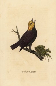 Manakin de cabeça dourada, Ceratopipra erythrocephala de British School