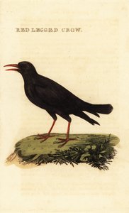 Gralha-de-bico-vermelho, Pyrrhocorax pyrrhocorax de British School