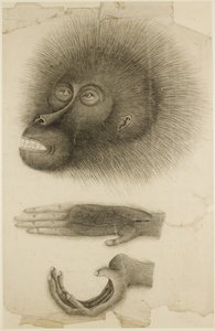 A cabeça e as mãos de um Orangotango, c.1818-30 (lápis e aguarela sobre papel) de British School