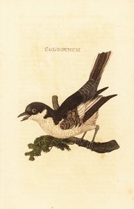 Alvéola branca, Motacilla alba de British School