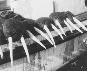 Presas de morsa, Nome, Alasca, c.1931 (foto) de Brothers Lomen