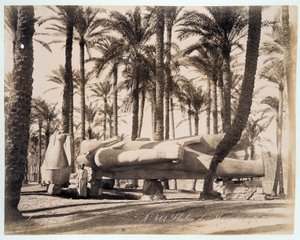 Uma estátua de Mênfis encontra-se num bosque de palmeiras no Egipto - fotografia dos irmãos Zangali, no final do século XIX