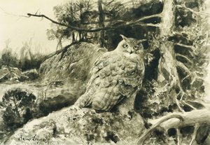 Berguv (coruja-águia) Bubo Bubo