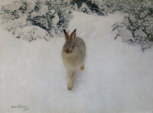 Lebre no Inverno de Bruno Andreas Liljefors