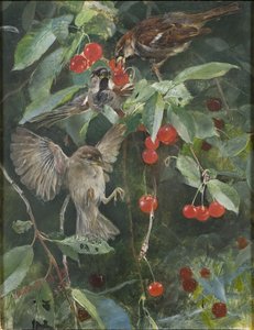 Pardais em uma árvore de cereja, 1885 de Bruno Andreas Liljefors