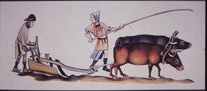Homens medievais lavrando com bois, de uma cena do Luttrell Psalter (cor litho)