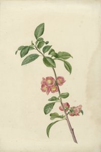 Ramo de floração cerejeira japonesa de C.J. Kruimel