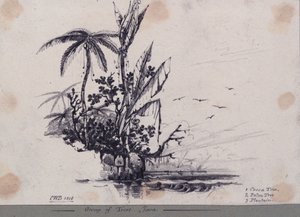 Grupo de árvores.... Java. 1. Cacaueiro, 2. Palmeira, 3. Plátano de C.W. Browne