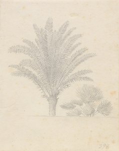 Palmeira e grupo de folhas de Christoffer Wilhelm Eckersberg