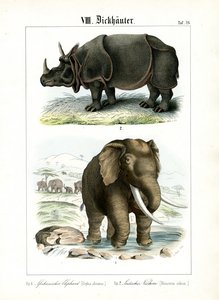 Elefante africano e rinoceronte indiano de C. Roth