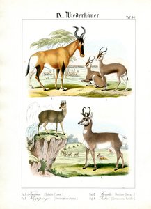 Ruminantes africanos da savana de C. Roth