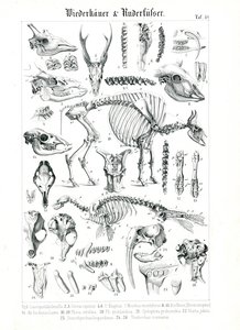 Ilustração anatómica de ruminantes e pinípedes