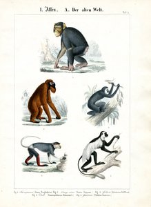 Macacos do Velho Mundo de C. Roth