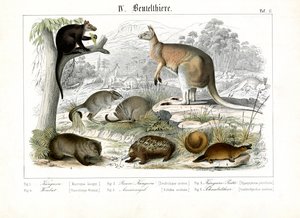Marsupiais e monotremados australianos