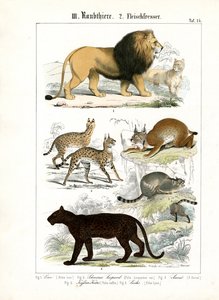 Grandes felinos e pequenos felinos de C. Roth