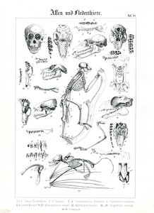 Anatomia comparada de primatas e morcegos de C. Roth