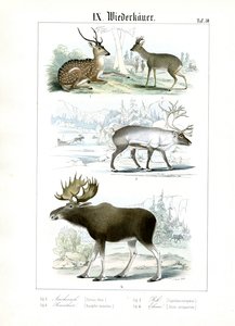 Espécies de veados de vários habitats