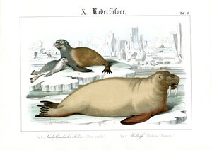 Mamíferos marinhos das regiões polares de C. Roth