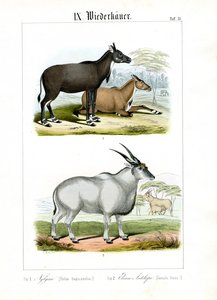 Antílope Nilgai e Eland