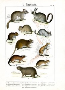 Roedores de vários continentes de C. Roth