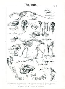 Esqueletos e crânios de carnívoros
