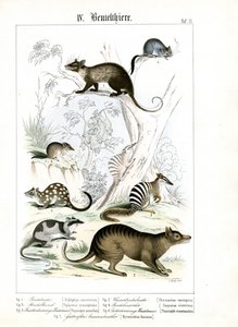 Vários Marsupiais da Austrália e da América