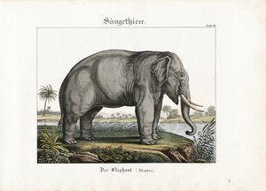 Elefante africano de C. Steglich