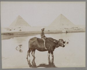 Rapaz sobre um búfalo com duas pirâmides no fundo no Egipto
Beufe et Pyramides (título sobre o objecto) de C. and G. Zangaki