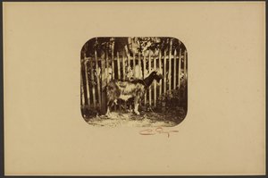 [Cabra] de Camille Silvy