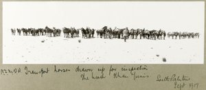 Cavalos de transporte NZMFA elaborados para inspeção na praia, Khan Yunis, setembro de 1917 de Capt. Arthur Rhodes