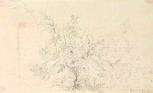 Sketch of Plants and a Milestone from Nature, 3 de Junho de 1826 de Capt. Thomas Hastings