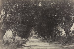 Avenida das Árvores Banianas, Seringham, Índia de Captain Linnaeus Tripe