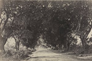 Avenida das árvores de Banian, Seringham, Índia, 1858.