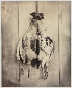 Partridges recto, L.D. Campbell