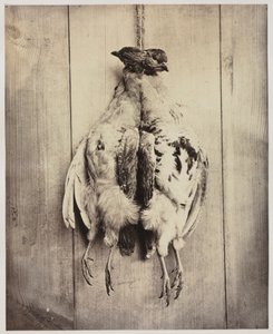 Partridges recto, c. 1861. de Captain N. Baily