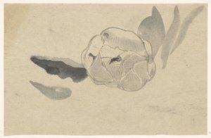 Estudo das flores de Carel Adolph Lion Cachet