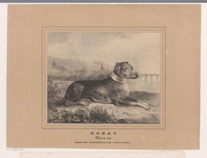 Cão Donau
Donau. Chien du Baron de Westreenen de Tiellandt (título sobre o objecto) de Carel Christiaan Antony Last