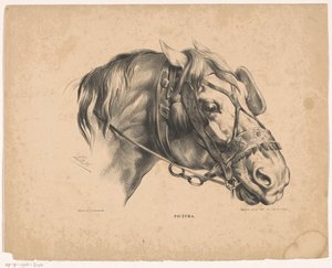 Cabeça de cavalo com freio Pictura (título da série no objeto)