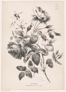 Twee rozen
Pictura (título da série sobre o objecto) de Carel Christiaan Antony Last